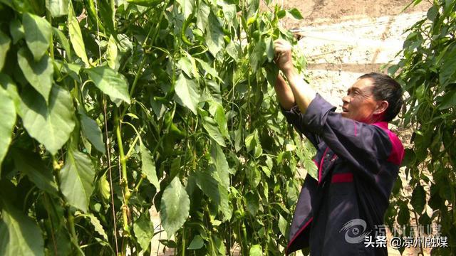 农村残疾人致富项目_农村残疾人种植致富路_残疾人带领村民致富