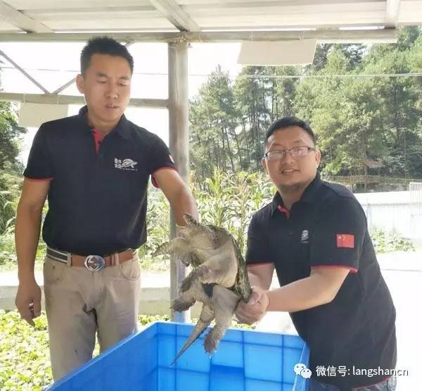 致富经鳄鱼龟养殖_养殖鳄鱼龟赚钱吗_致富龟鳄鱼养殖视频