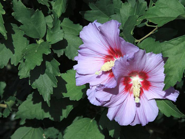 木槿花怎么养？盆栽木槿花的养殖方法