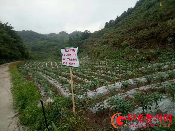 残疾人带领村民致富_农村残疾人种植致富路_农村残疾人致富项目