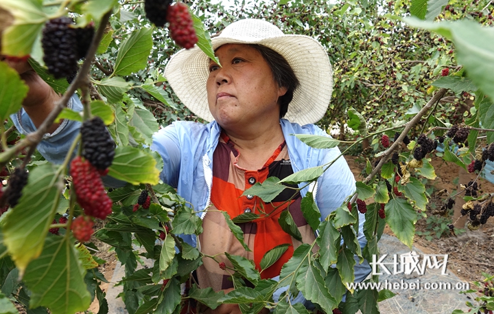 视频致富桑葚怎么下载_桑葚种植骗局_致富经桑葚视频