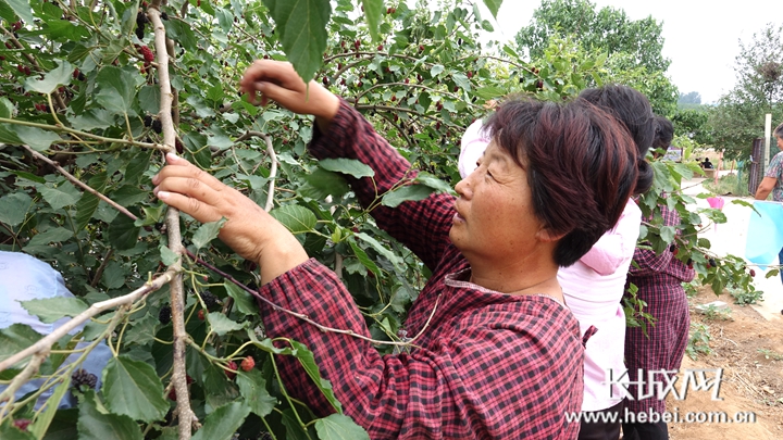 致富经桑葚视频_桑葚种植骗局_视频致富桑葚怎么下载