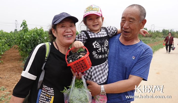 致富经桑葚视频_桑葚种植骗局_视频致富桑葚怎么下载