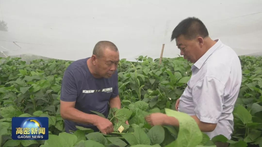 致富豆养殖种子图片_种豆养殖致富_致富豆养殖种子怎么样