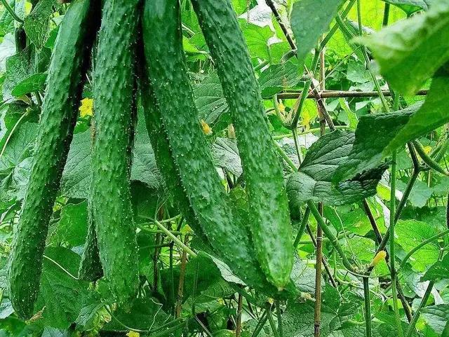 黄瓜种植技术与管理_黄瓜种植管理技术植保考试题_玉女小黄瓜种植管理技术