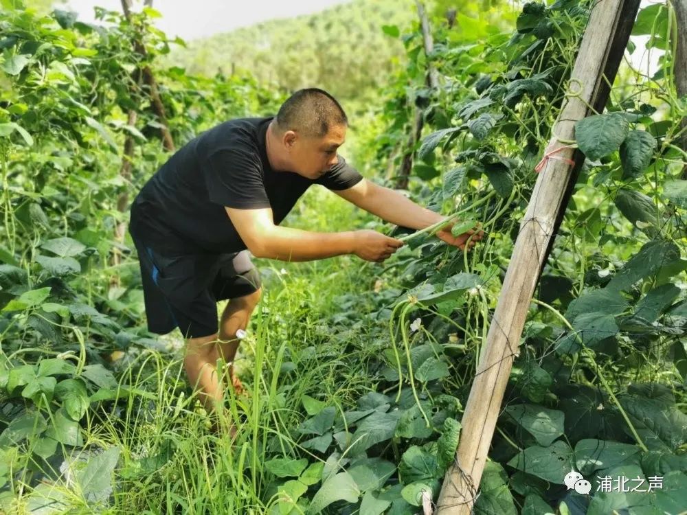 致富豆养殖种子图片_种豆养殖致富_致富经豆制品