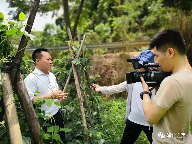 种豆养殖致富_致富经豆制品_致富豆养殖种子图片