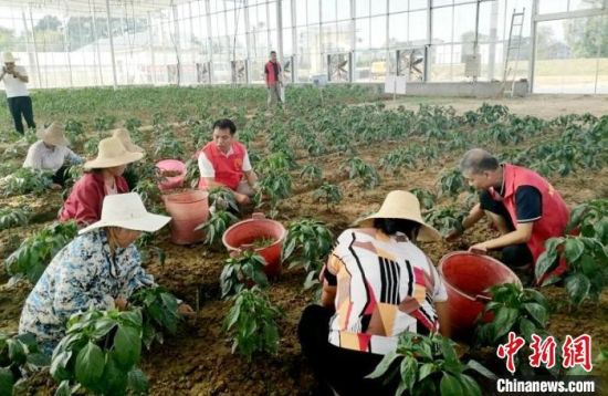 图为农技人员指导农户学习枫田辣椒种植技术。　肖浩 摄