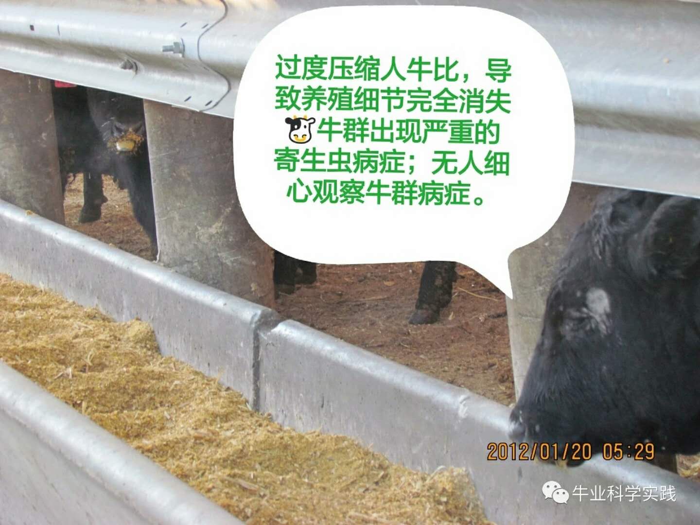 中国与美国真实的肉牛育肥水平对比