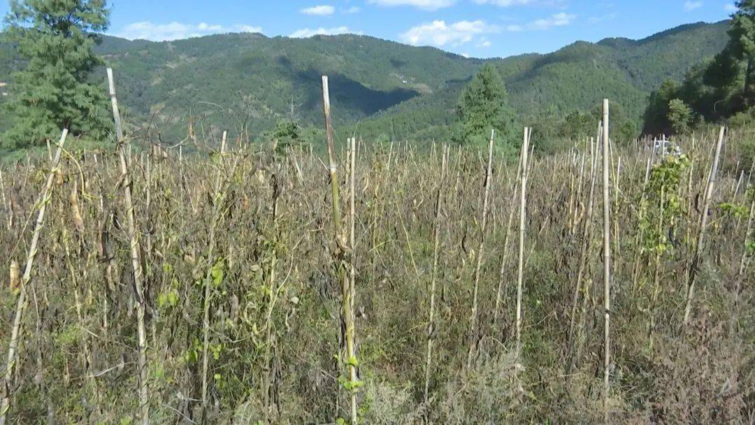 致富的种植方法_种植致富新项目_种植致富经