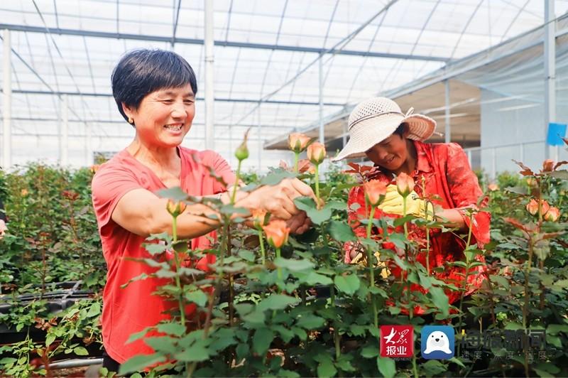 致富经 玫瑰_致富经花卉种植视频_致富玫瑰文案短句