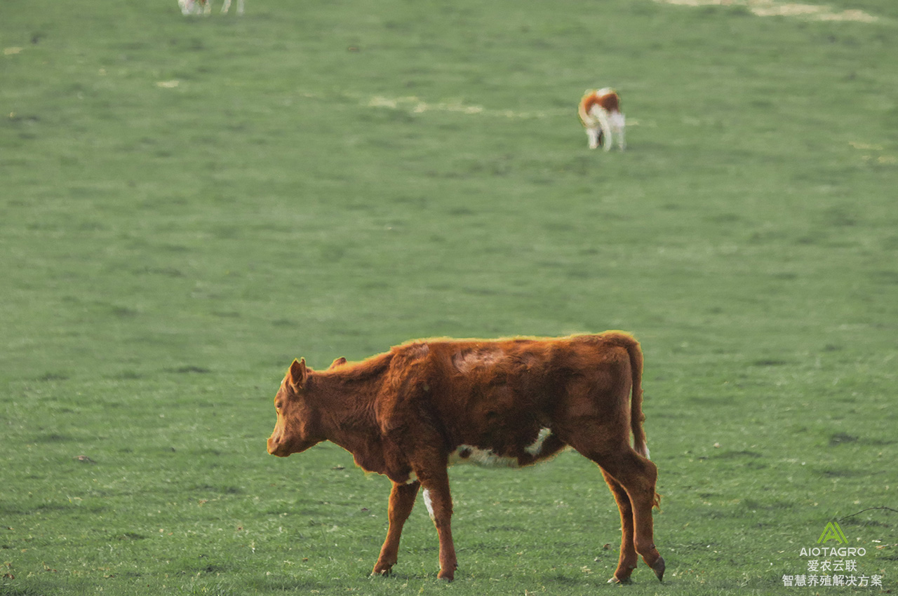 智慧肉牛养殖：科技助力高效养殖的未来