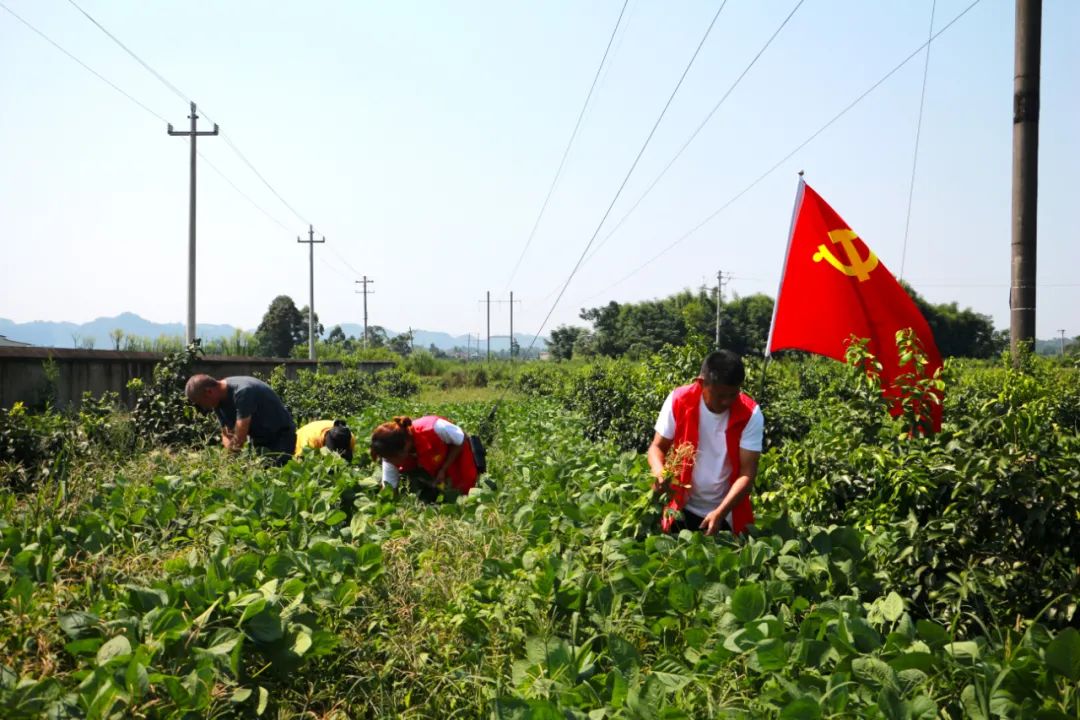 致富豆养殖种子怎么样_种豆养殖致富_致富豆养殖种子图片