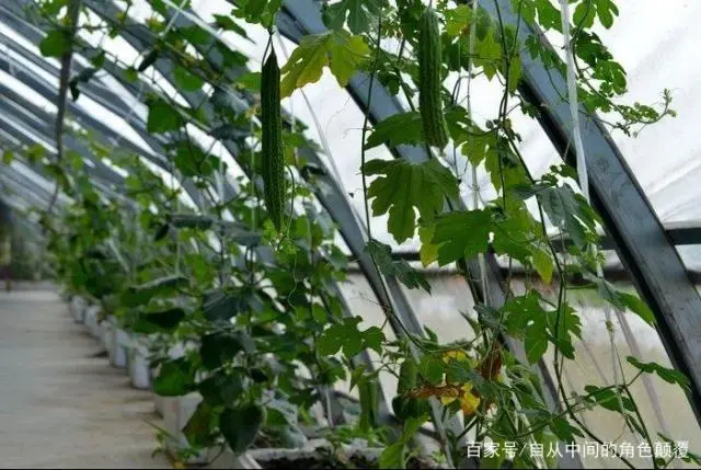 苦瓜露地种植技术_苦瓜种植露地技术要点_苦瓜种植露地技术视频