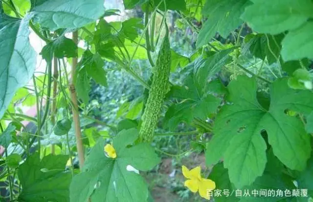 苦瓜露地种植技术_苦瓜种植露地技术要点_苦瓜种植露地技术视频