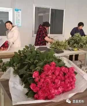 致富经花卉种植视频_致富经 玫瑰_致富经阳光玫瑰