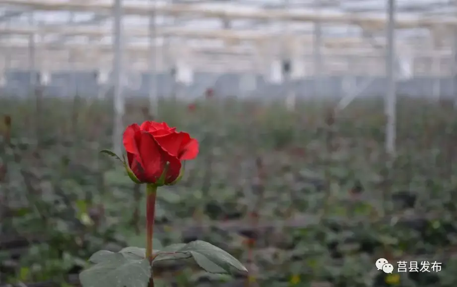 致富经阳光玫瑰_致富经花卉种植视频_致富经 玫瑰