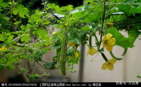 苦瓜露地种植时间_苦瓜种植露地技术要求_苦瓜露地种植技术