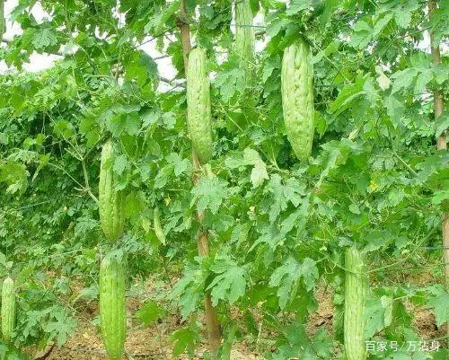 苦瓜露地种植技术_苦瓜露地种植时间_苦瓜种植露地技术要求