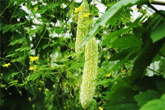 苦瓜露地种植时间_苦瓜露地种植技术_苦瓜种植露地技术视频