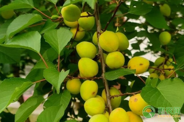 致富种植视频全集_致富种植什么最好_致富好项目种植