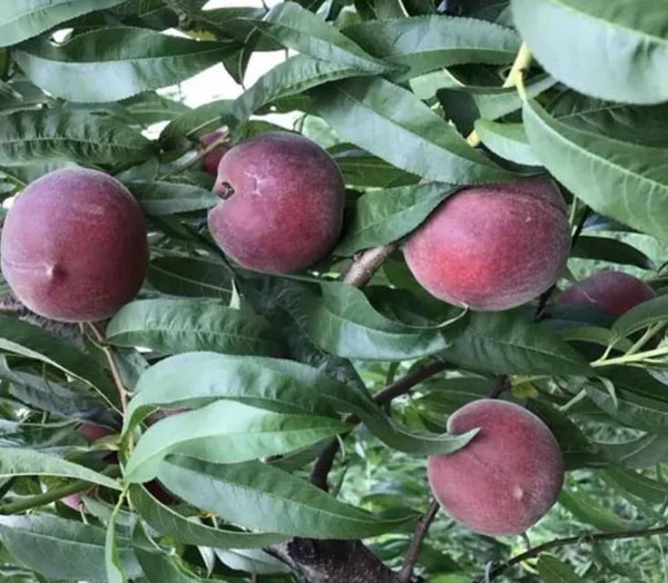 黑桃皇后种植技术与管理