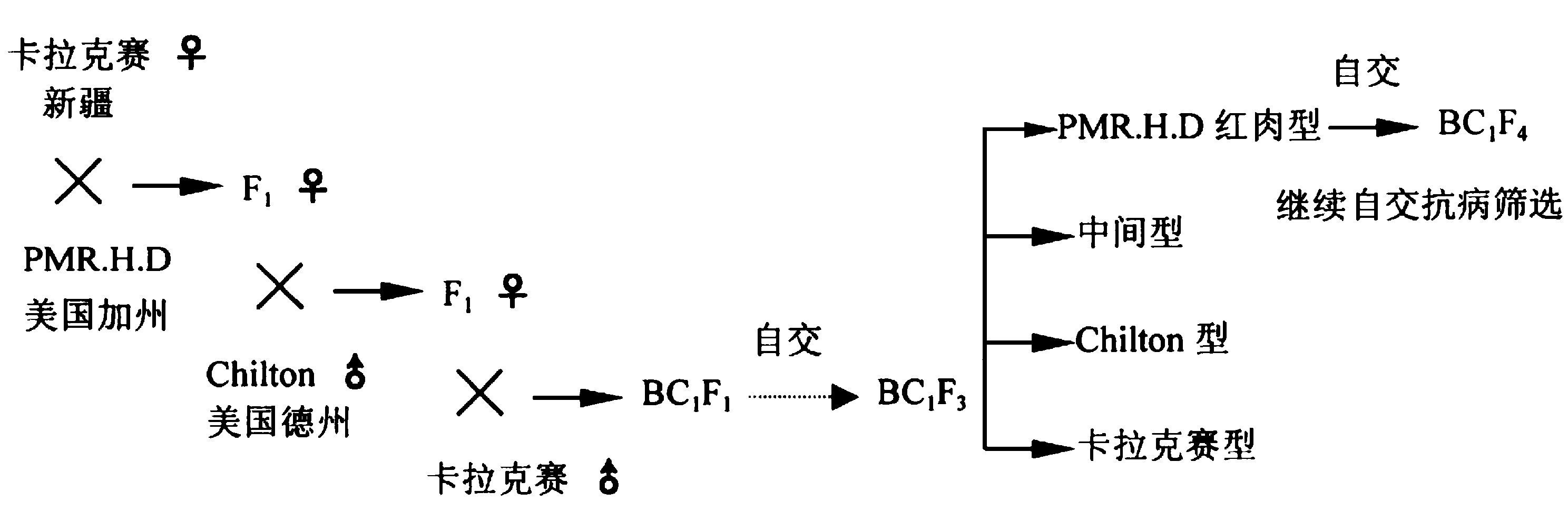 哈密瓜南移东进生态育种与有机生态型无土栽培技术研究