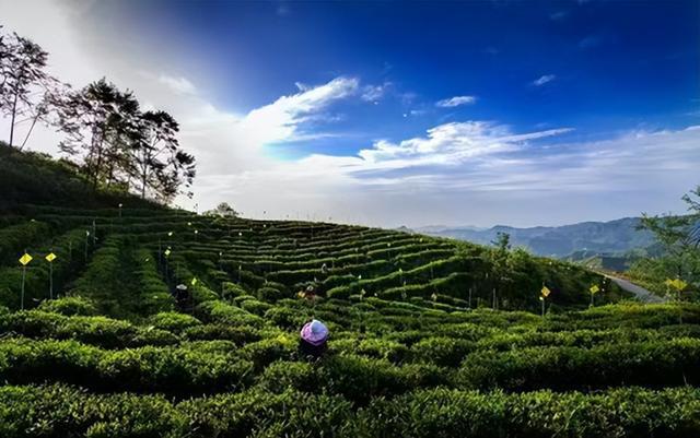 致富绿茶种植方法_种绿茶赚钱吗_种植绿茶致富