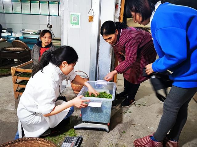 种植绿茶致富_致富绿茶种植方法_种绿茶赚钱吗