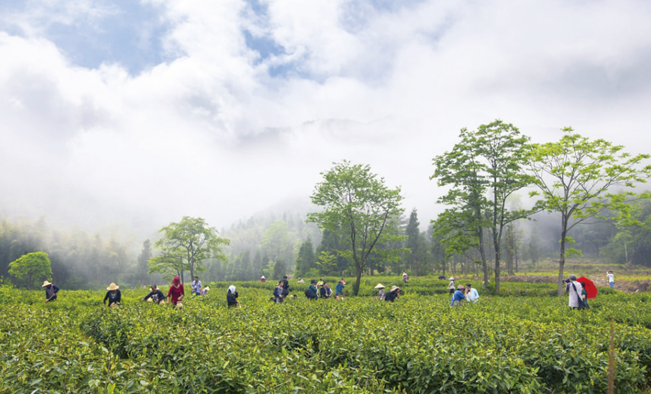 农村种植茶叶项目实施方案范文_农村种植致富茶_致富种植茶农村图片大全