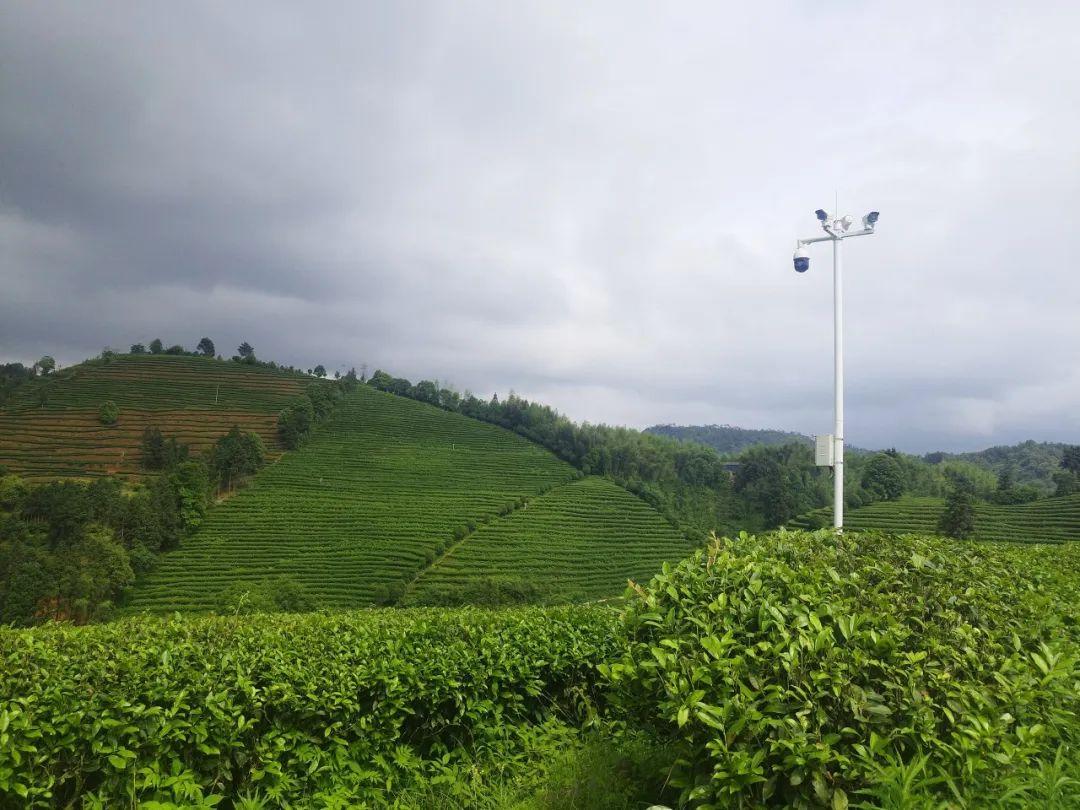 种绿茶赚钱吗_种植绿茶致富_绿茶种植成本与利润