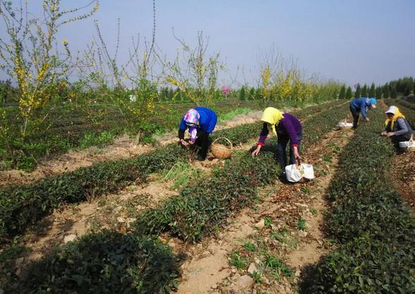 农民承包土地种“它”一斤最高150元，一亩地能收入八千多元