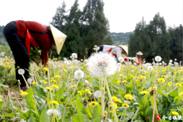 农村致富项目种植业_农民种植物致富_农民致富种植项目