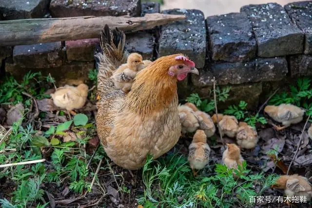 室内养殖黄鳝视频_室内黄鳝养殖技术_养殖室内黄鳝技术要求