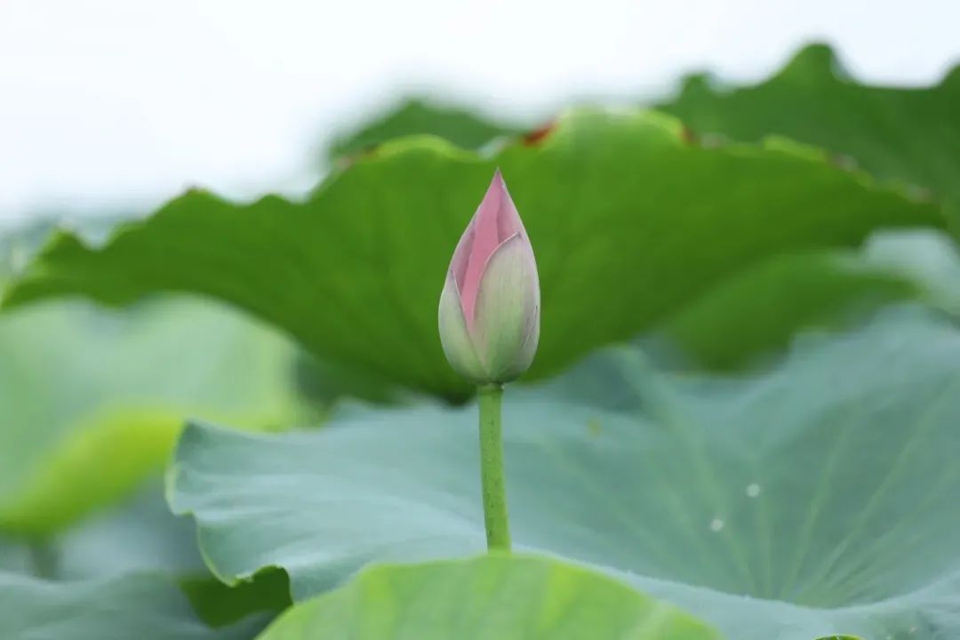 土豆种植视频在线观看_种植土豆致富视频_土豆种植视频每日农经