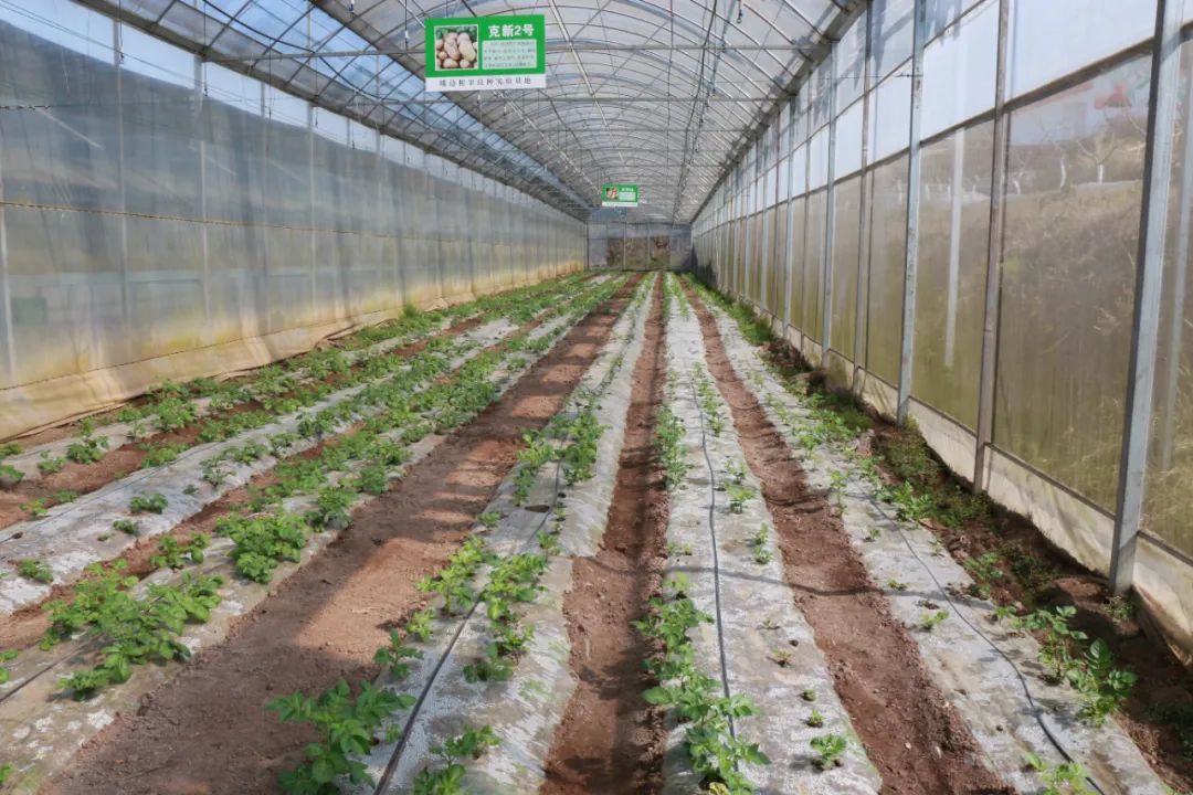 种植土豆致富视频_土豆种植视频每日农经_土豆种植视频在线观看