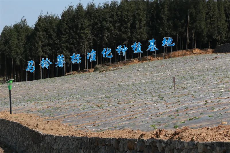 土豆种植视频每日农经_种植土豆致富视频_土豆种植视频在线观看