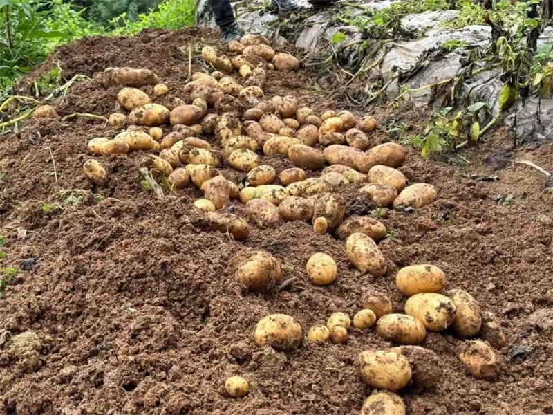 种植土豆致富视频_土豆种植视频在线观看_土豆种植视频每日农经