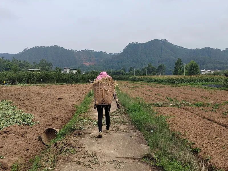 土豆种植视频每日农经_土豆种植视频在线观看_种植土豆致富视频