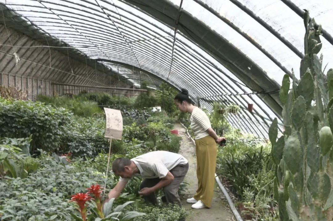 致富绿萝种植_种植绿萝赚钱吗_致富种植绿萝图片