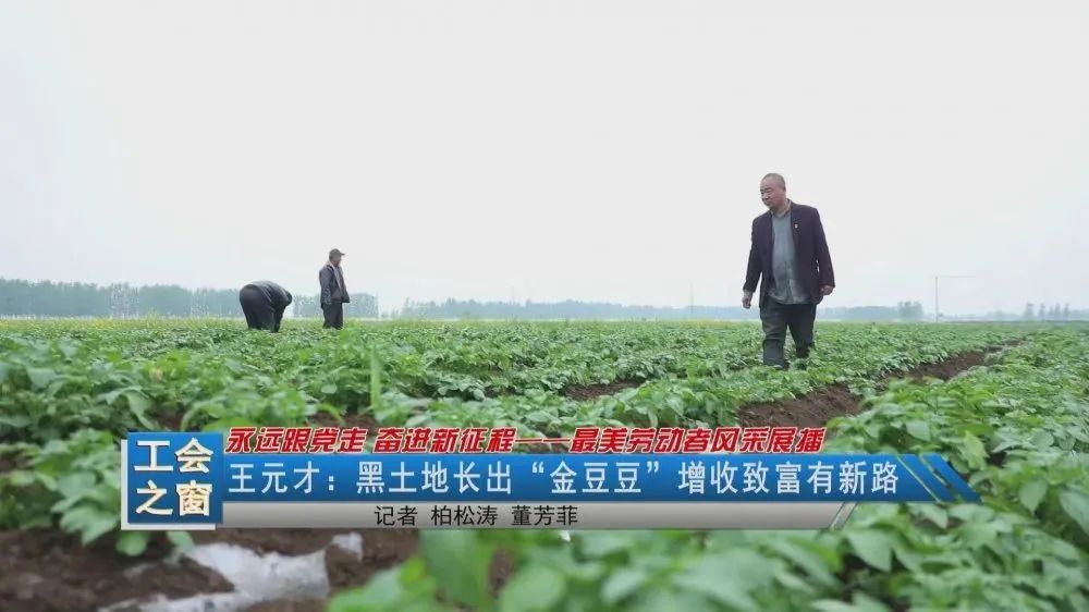 种植土豆致富视频_土豆种植视频在线观看_种植土豆的视频