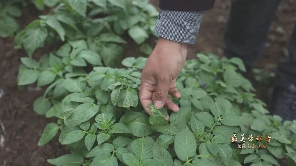 种植土豆的视频_种植土豆致富视频_土豆种植视频在线观看