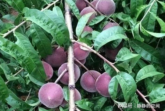 黑桃皇后种植技术_致富经黑桃皇后的种植视频_黑桃皇后种植基地