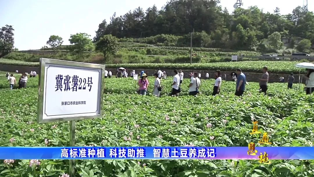 视频致富土豆种植教程_种植土豆致富视频_种植土豆的视频