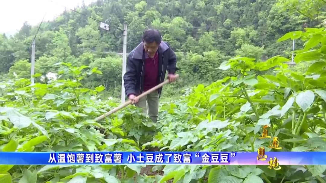 种植土豆的视频_视频致富土豆种植教程_种植土豆致富视频