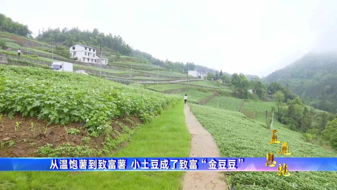 种植土豆致富视频_种植土豆的视频_视频致富土豆种植教程