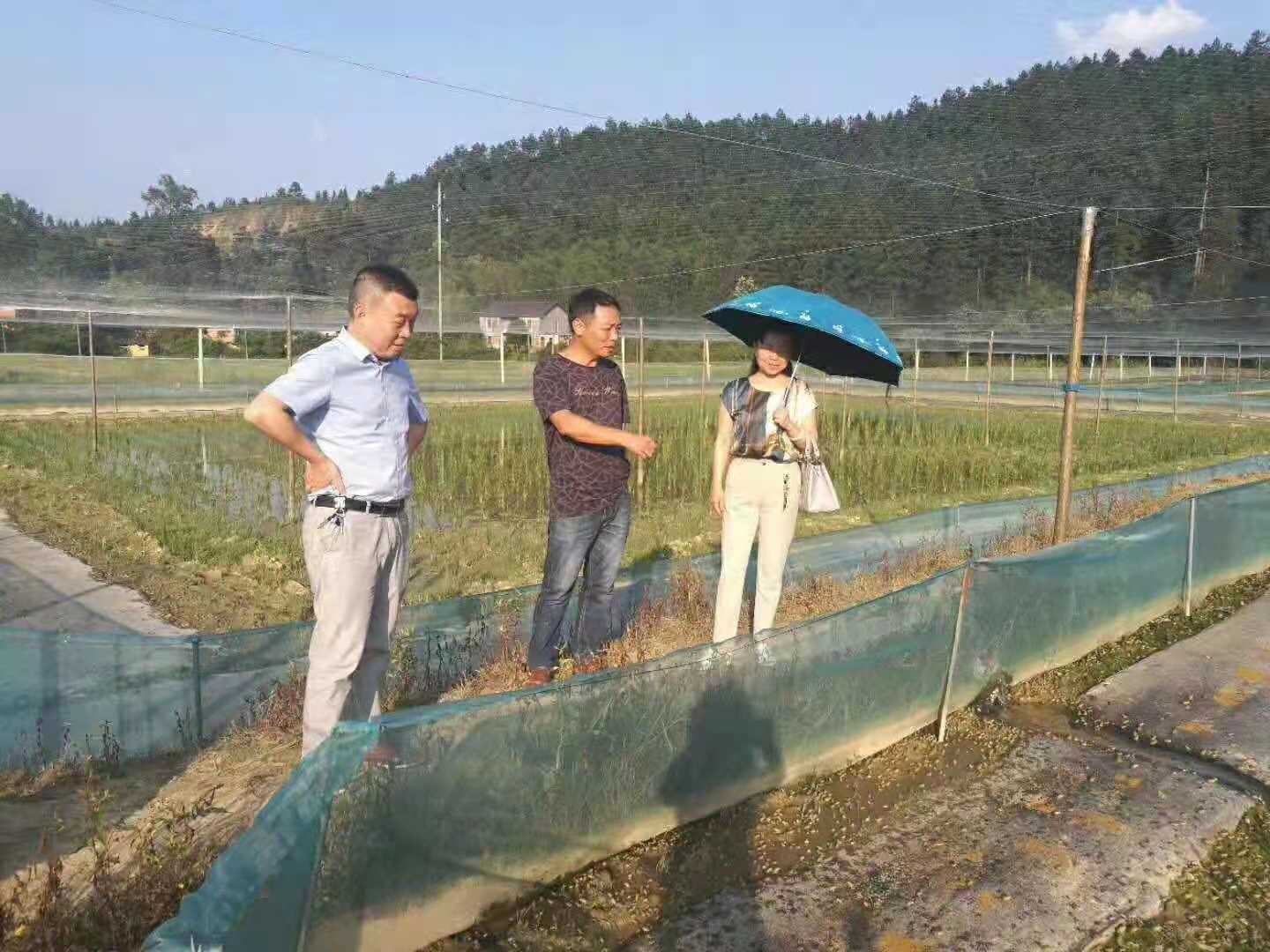 黄鳝养殖技术视频资料_黄鳝养殖技术视频教程_农广天地养殖黄鳝技术视频一