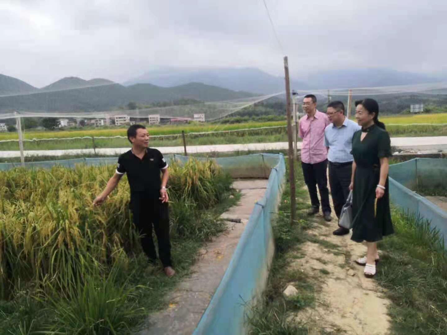 黄鳝养殖技术视频教程_黄鳝养殖技术视频资料_农广天地养殖黄鳝技术视频一