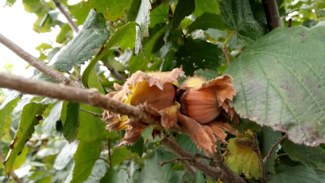 大榛子种植技术 |前景、适宜种植地区、管理上怎样？