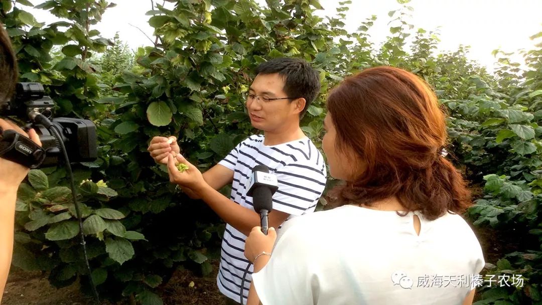 视频种植榛子技术要点_怎样种植榛子_榛子种植技术视频